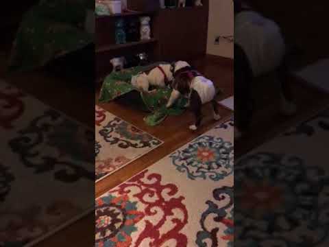 Roxy Romy Zelly Romy camera iphone 8 plus apk