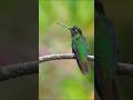 Hummingbird #knowledge #facts