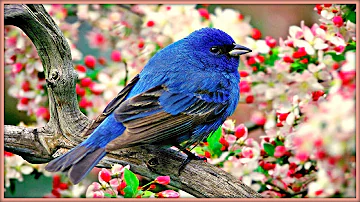 ❀ Sound Therapy ~ Morning Birds ~