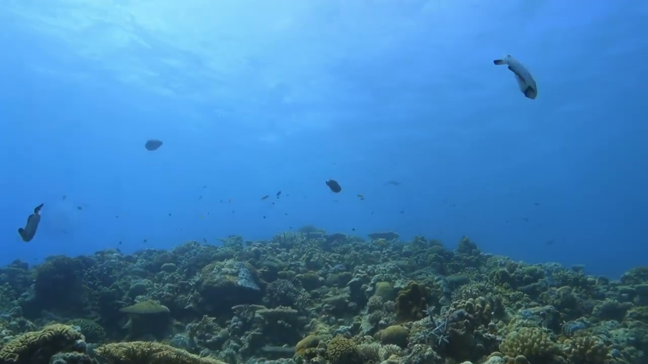 水納島2023 rx100 M3+INION UWL-95S M67 試し撮り