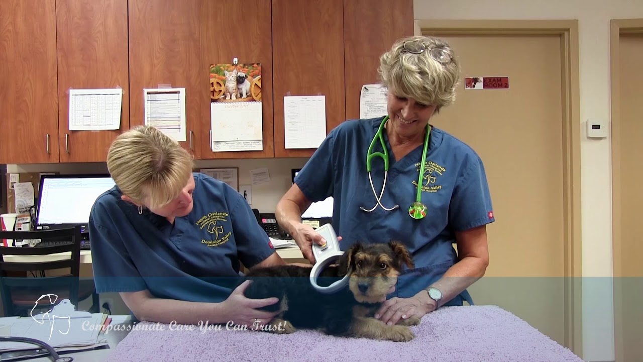 North Oatlands Animal Hospital & Reproduction Center YouTube