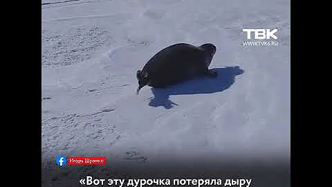 «Дурочка потеряла дыру»: на Байкале туристы спасли заблудившуюся нерпу