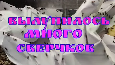 Вылупилось много банановых сверчков.Чем кормлю.Как содержу
