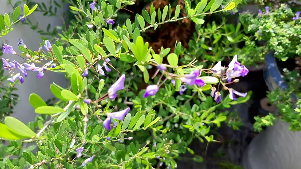 Bông Linh Sam tím - YouTube