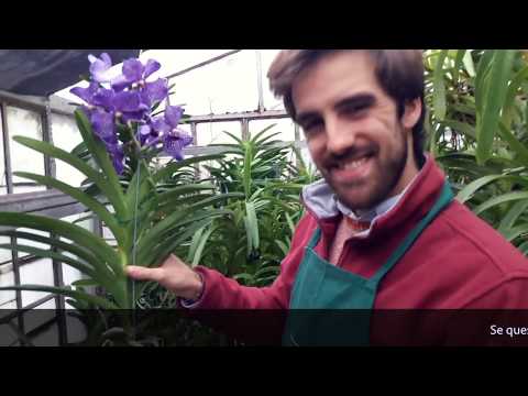 Video: Growing Vanda Orchid - Scopri la cura delle orchidee Vanda