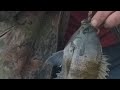 How to Fishing Tip. Primitive Fish Stringer in 2 Minutes. Bushcraft, Prepper Survival Training, SHTF