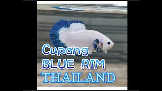 #ikancupang #bluerim IKAN CUPANG BLUE RIM THAILAND | BUDIDAYA IKAN screenshot 4