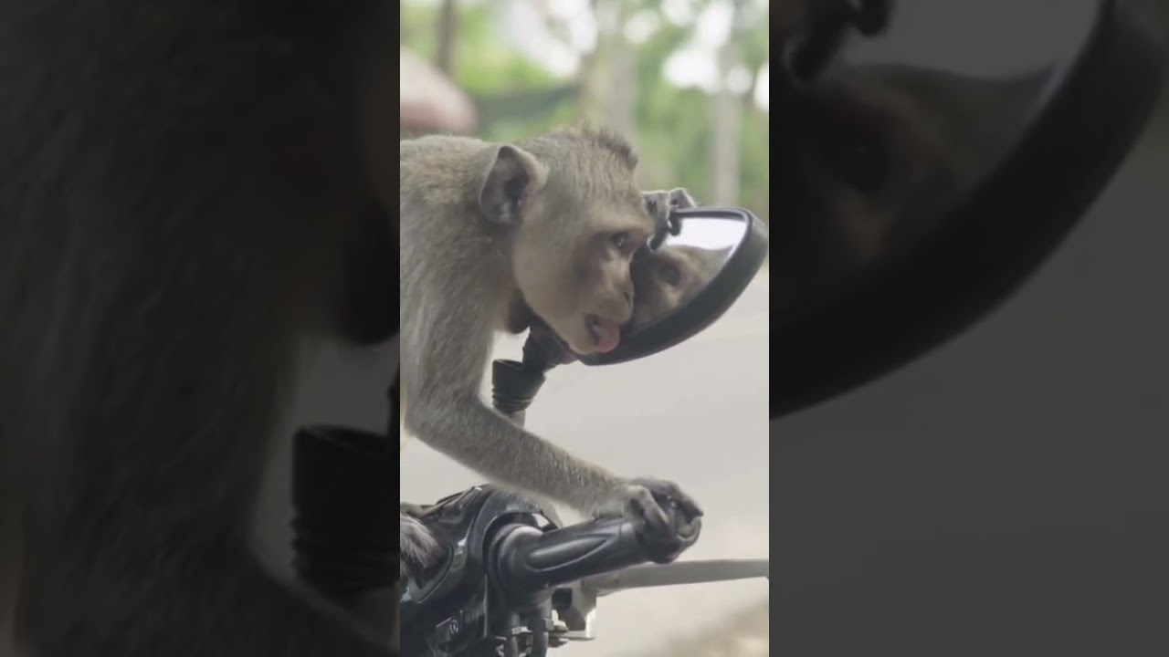 Monkey checking himself in bike's mirror. This monkey is very famous in the city