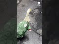 Meet Merlin the duck, Mexico’s unofficial World Cup mascot
