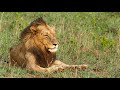 Live Safari Game Drive - Join us in Africa