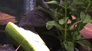 А вы такое чудо видели? Fish eats the zucchini. Did you know it?