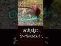 Copper Pheasant’s Shocking Move! | ヤマドリまさかの行動に・・ | AZML’s Curious Daily Life #birds #animals #nature