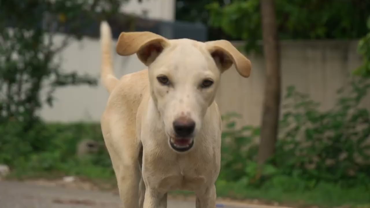 Gully Gully Birthday Bash | Feed A Streetie with Supertails