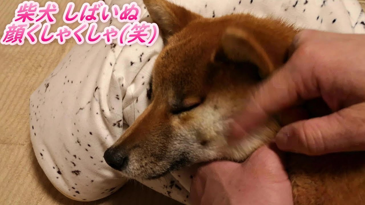 柴犬顔くしゃくしゃ(笑) #柴犬 #しばいぬ #犬 🐕 - YouTube