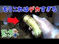 【※秘密兵器使います！】ヘラクレスオオカブト最後のマット交換！(Hercules beetle - Dynastes hercules)