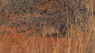 WE SafariLive Kalahari- A glimpse of a baby Pangolin!!