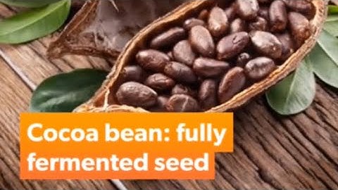 3 Main Varieties of Cocoa Bean