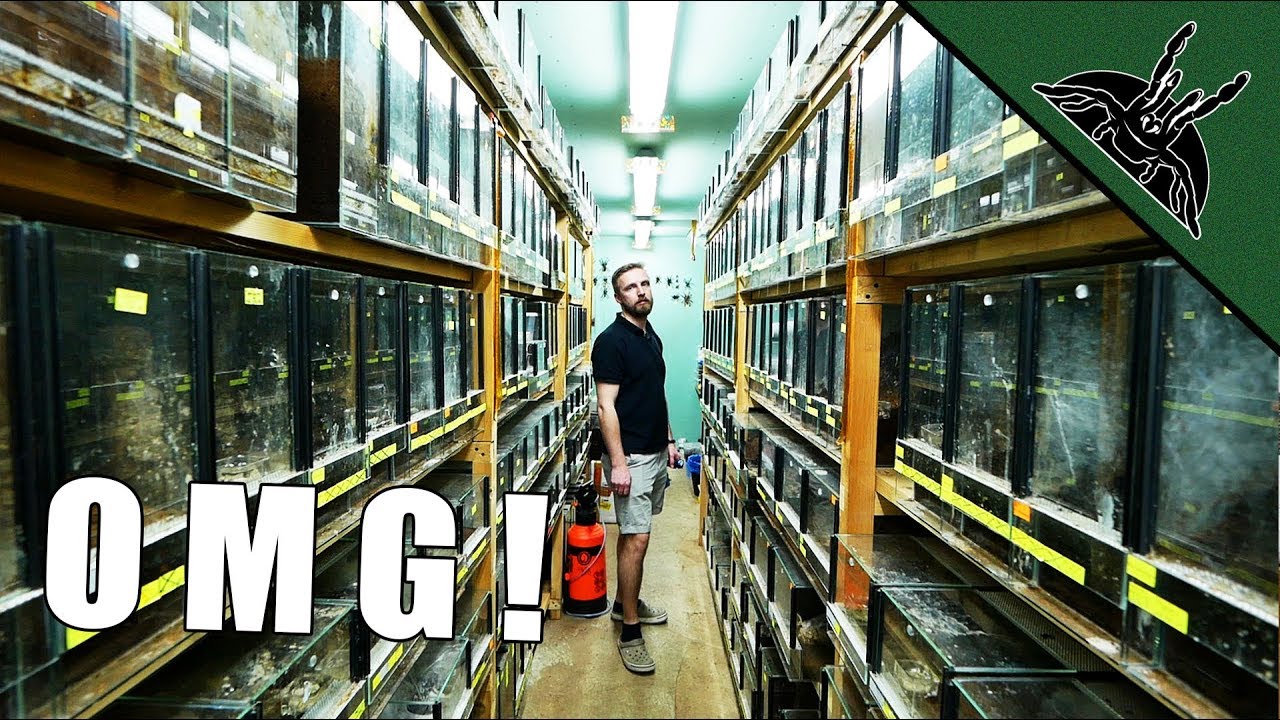 pic Spider World Eu biggest tarantula collection spidersworld eu tour