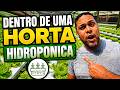 Do Plantio à Colheita: Dentro de uma Horta hidropônica