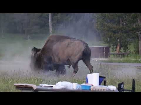 Bison Flips Grandpa In Yellowstone National Park