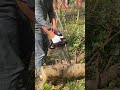 High-powered chainsaw #viralvideo #woodworking #decoration #tools #shorts