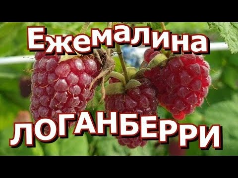 Видео: Логанберри