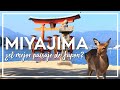 Descubre el MEJOR paisaje de Japón! (?) ⛩️ MIYAJIMA JAPON🦌 | Viajar a Japon