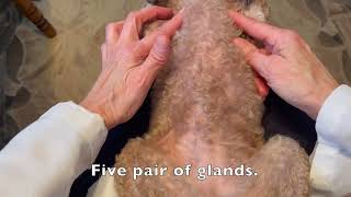 Dog Mammary Glands Pseudo-pregnancy