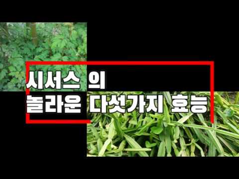 시서스 가루의 놀라운 다섯가지 효능