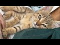 土曜の朝は仔猫とゴロゴロ