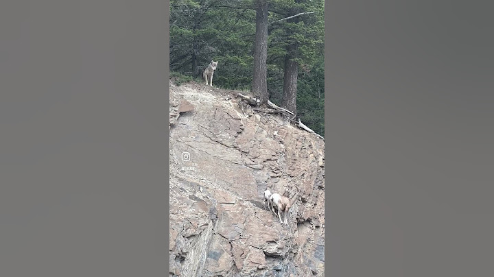 Sheep Escape Encounter With Wolf || ViralHog