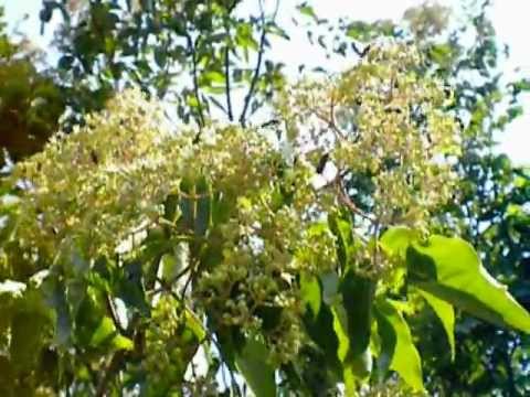 Video: Šta je Sophora Japonica - Saznajte više o njezi drveća japanske pagode