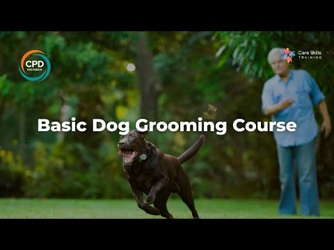 Basic Dog Grooming Course | Care Skills Training