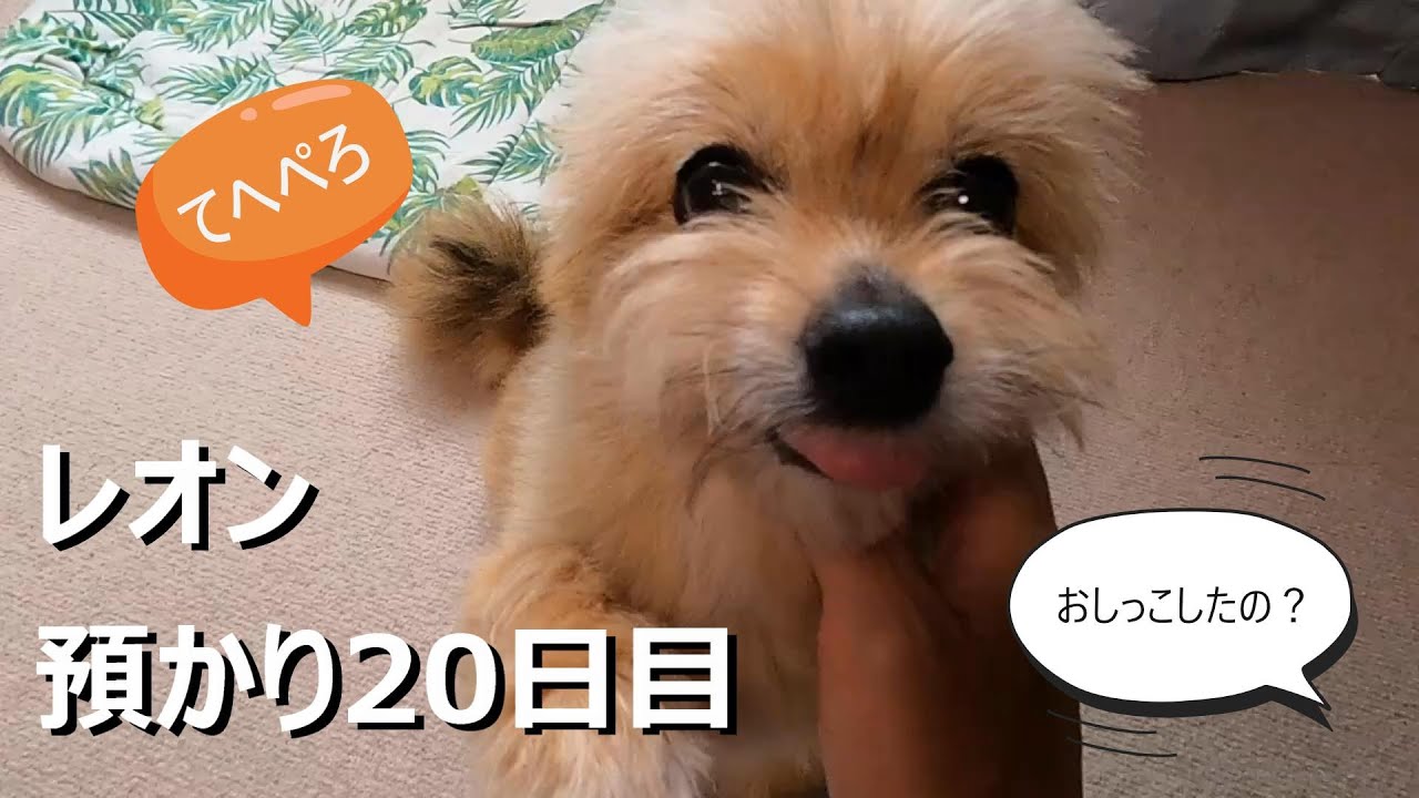 保護犬のレオン 布団におしっこをした犯人はワイルド系のあの子でした 預かり日目 Youtube