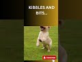 KIBBLES AND BITS…IT’S TIME TO EAT!
