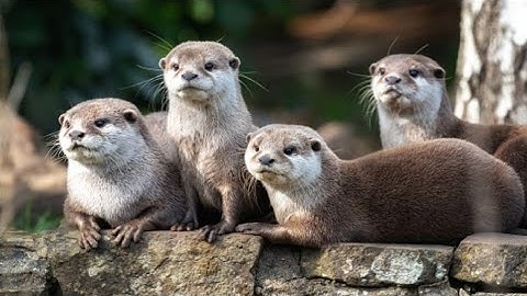 BERANG BERANG " beaver " || Animal world TV
