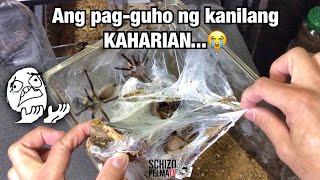 Kastilyong kasaputan ay wala na  (double rehousing)