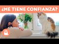 7 SEÑALES de que tu GATO CONFÍA en TI😻