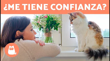 ¿Cómo saber si un gato confía en ti?