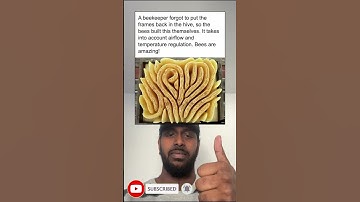 A beekeeper forgot to put the frames back in the hive, so the bees built this themselves #shorts