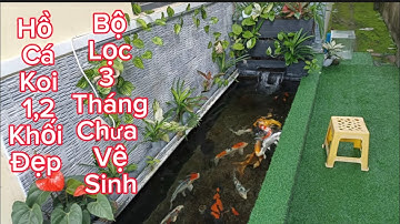 Hồ Cá Koi 1,2 Khối Đẹp - Bộ Lọc 3 Tháng Chưa Vệ Sinh Nước Siêu Trong - Hồ Của em Ân Ở Đồng Nai