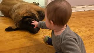 Baby vs Leonberger; Part 2 by SquishStine 6,509 views 3 years ago 2 minutes, 2 seconds