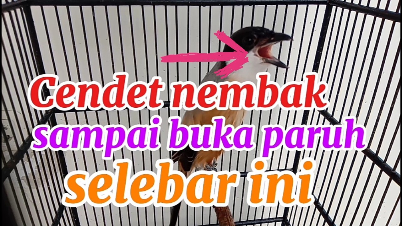 Pancingan cendet gacor bikin lawan emosi