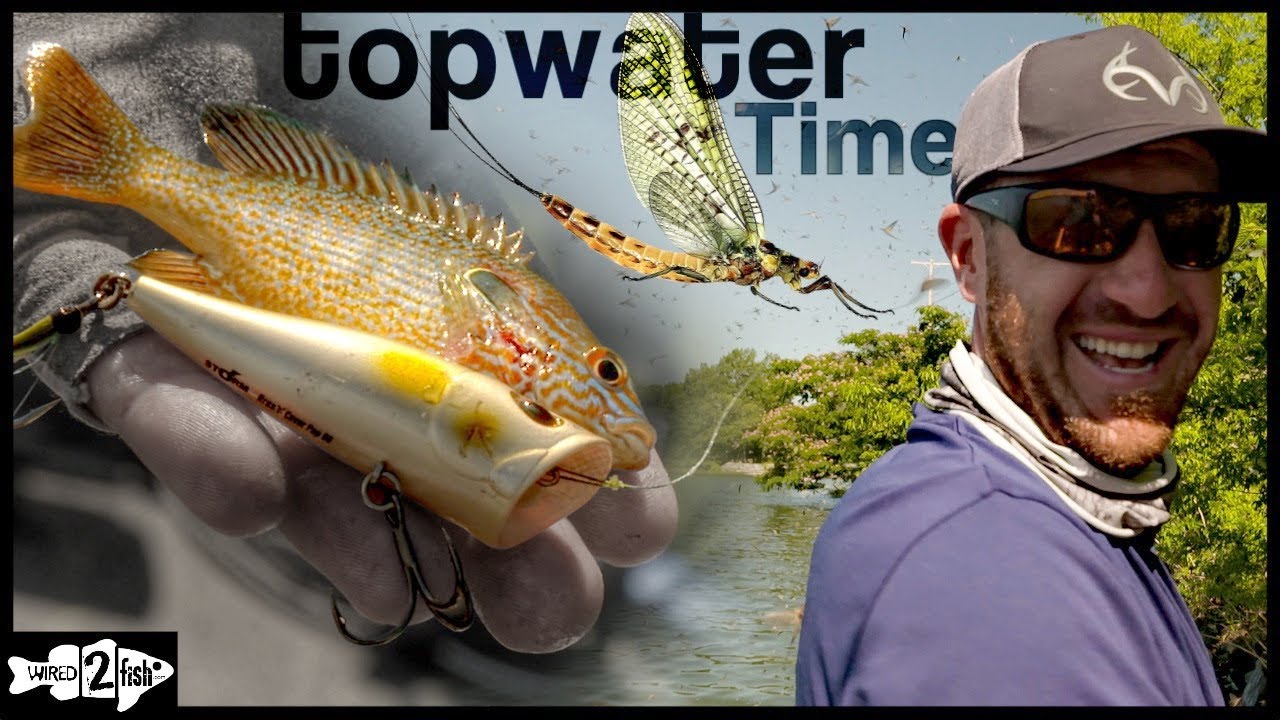 Topwater Bass Fishing Tips for Summer Bug Hatches YouTube