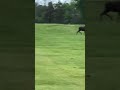 Moose on the Loose in Perth