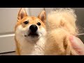 It's Grooming Time | Super Shiba