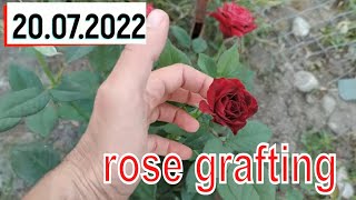 rose bud grafting _ прививка розы на шиповник