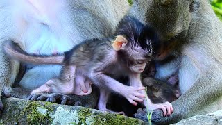 Super Cute Baby Vero Near Fall Done When Trying Walk In Front Of Mom Violet. Baby Very Cute.