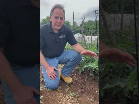 Βίντεο: Septoria σε φύλλα ντομάτας: Συμβουλές για την αντιμετώπιση της κηλίδας στα φύλλα Septoria