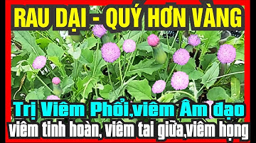 Rau Cải Đất/Nhất Điểm Hồng Thần Dược Quý Trị Viêm Phổi, Bệnh Sinh Dục Nam Nữ, Giải Độc Phóng Xạ...